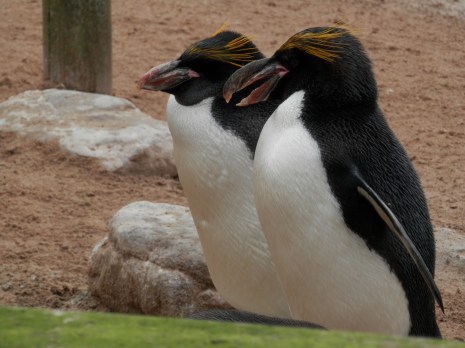 Emperor penguins, Living Coasts Penguin Exhibit in Torquay, England.