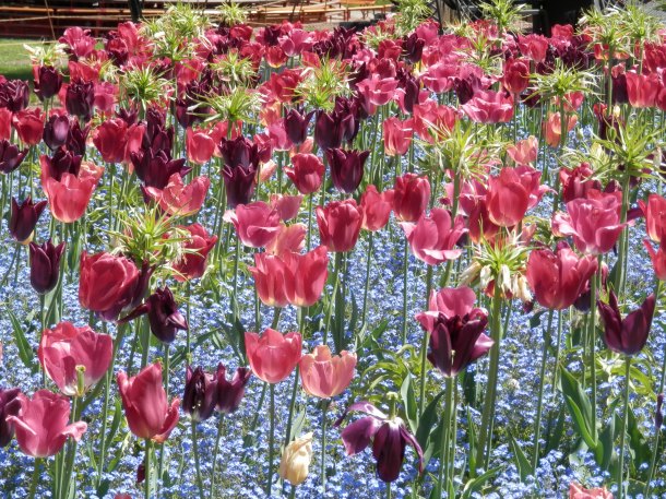 The most attractive collection of tulips I have ever seen was at a lovely Botanic Garden in Geneva. 