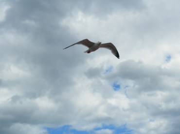I saw this seagull on a day trip just 20 minutes from Exeter amidst the sailing parasails in Exmouth, England. 