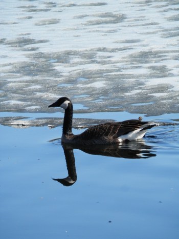 A goose glides along the water at McFarland Park in Ames, Iowa.